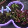 Mn nieuwe vleesetende plantjes bij elkaar :D