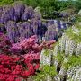【あしかがフラワーパーク】藤の路から水上花壇を望みます これだけ所狭しと花が植えられていれば植物園としては高額な入場料1,700円というのも安いのかもしれないｗ (ﾟ∀ﾟ; ｱｾｱｾ