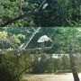 They'll Need A Crane

Every night about 20 cranes come to roost in the trees by the pond behind my sister's house. This morning some of them switched banks and we're in the trees closest to us.

#rums