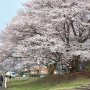 【矢板市・長峰公園】天気こそスカッと晴れませんでしたが桜は満開でした～ とつぃぎの桜はまだ終わらんよ！ m9(ﾟдﾟ)っ 
