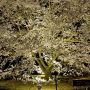 【栃木の桜】天平の丘公園の夜桜 現在は一番手前の桜一本だけがライトアップされるようです