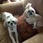 @derekhough my girls r looking for a RT from you @ Romie...  :-) 