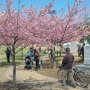 【宇都宮城址公園の河津桜】ぼちぼち散り始めてる木もちらほら まあ今週末くらいまでは保つでしょう