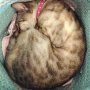 Meanwhile in #Wonderland... #cheshirecat #snowbengal #bengalcat