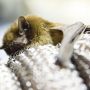 Feeding little #bat, shot by @celinora ... #Batmannetje