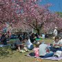 【天平の丘公園の八重桜】これぞ日本の春や！！ 