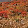 ピーク時は登山道が真っ赤に染まります