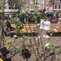 Noordplein. 