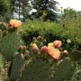 Cactus. 
