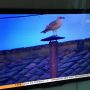 Hij zit er weer, @sistineseagull #paabs