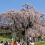 開花の始まった滝桜が満開になるのは来週末くらいかなー ※昨年は4月15日頃満開になりました