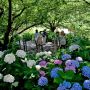 【権現堂堤】天気が曇りだから紫陽花撮るには最適だろうとやってきたのにまさか晴れてくるなどと... 紫陽花は日陰に多く咲いているので明暗差が...(;´Д｀)