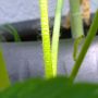Stengel aardbeiplant (en rechts rupsje)