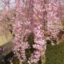 【栃木の桜】上三川城址公園の桜 同町ほぼ唯一のお花見スポットです なかなか綺麗なのでお気に召しましたら(と地元アピール♪)