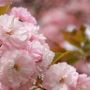 天平の丘公園の八重桜も良い感じになってきました