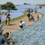 【ひたち海浜公園2016】以前来た時はもっと隙間なくびっちりと咲き揃っていたような... まあこの広さだからなぁ... 満遍なくというのは難しいんだろう