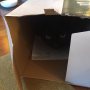 Jock in the Box. Meet our newest foster cat. 