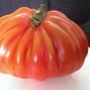 The Bull's Heart Tomato!

It's one mega tomato.