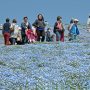 【ひたち海浜公園2016】毎日こんな抜けるような青空だったら良いのにねぇ 特にお花の季節はそう思うわ 