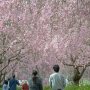 【石岡市・常陸風土記の丘】枝垂れ桜(エドヒガン)のピンクがかった花の色がまた良い雰囲気を醸し出すんですよねぇ 