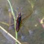 Het is ingewikkeld. #schaatsenrijder #natuur #vijver #dier #insect 