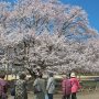【天平の丘公園】やはり桜には青い空がよく似合う！ 