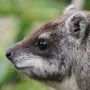 Selecting pics of my trip to Kenya w/ @JuliaJaymes last year. Ever seen a Tree Hyrax? 