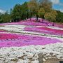 【グンマー】高崎の芝桜の名所・みさと芝桜公園 昨年は植え替えたばかりなのか株の形がハッキリ見えていましたが今年は良さそうです