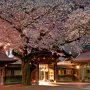 【宇都宮市・二荒山神社の桜】天気が悪いなら夜桜があるさ！ ちょうど満開です！