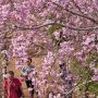 【常陸 風土記の丘】待ちに待った桜のアーケードが遂に完成 