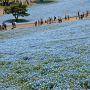 【ひたち海浜公園】今年は昨年に比べると花を付けなかった部分が多く禿げているように見えるのがちと残念ではありました まっそれでも綺麗なんだけどね