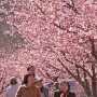 【宇都宮城址公園の河津桜2017】お昼近くになりどんどん見物客が増えてきた みんな桜を待ってたんだね～ 