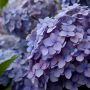 近所の紫陽花も(・∀・)ｲｲ!!感じ♪