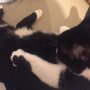 Suzi havin a wee wash beside us. One of our wee semi ferals totally at home now.