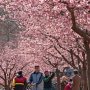 【宇都宮城址公園の河津桜2017】Uo･ｪ･oU わんわんお！！ 