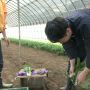 小松菜分けてくださいな