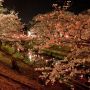 【栃木の桜】真岡市・行屋川周辺の夜桜 近場の夜桜スポットといえばやはりここ！ 夜はヨッパライも一杯♪