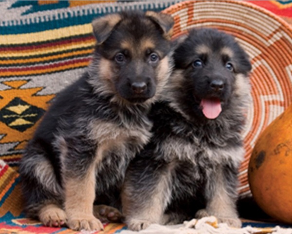 german shepherd puppies for sale in ma puppies for sale in ma baerental german shepherd by baerental german shepherd german shepherd puppies for sale in ma puppies for sale in ma baerental german shepherd by baerental german shepherd