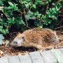 In onze tuin...