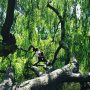 Trees of Amsterdam