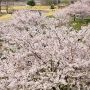 【栃木の桜】鬼怒川河川公園(氏家ゆうゆうパーク)の桜 河川敷に整備された公園です