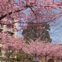 【宇都宮城址公園の河津桜2017】今回も実に良いお天気♪ 一足早いお花見にお客さんもいっぱいです 
