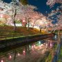 【真岡市・城山公園】年々、提灯が点灯するエリアが狭くなってるような・・・ 夜桜を撮るには厳しい環境だわ・・・ 