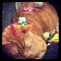Hilarious when the cat just ignores the kids like this.