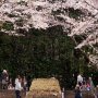【常陸 風土記の丘】枝垂れ桜より早咲きだったソメイヨシノは散り始め 桜吹雪が園内に舞っていました 