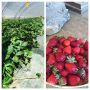 Aardbeien net geplukt. Crestet. 
