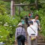 【太平山あじさい坂 2017】太平山神社まで延々と続く階段 皆さんひいこら言いながら登ってましたｗ 