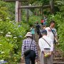 【太平山あじさい坂 2017】太平山神社まで延々と続く階段 皆さんひいこら言いながら登ってましたｗ 