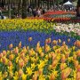【ひたち海浜公園2016】続いてチューリップ編 この時期の同園の見どころはネモフィラだけじゃないんです！(ｷﾘｯ 