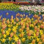 【ひたち海浜公園2016】今年は暖冬の影響でチューリップの生育状況がイマイチという事前情報があったのですが、なかなかどうして綺麗に咲いています♪ 